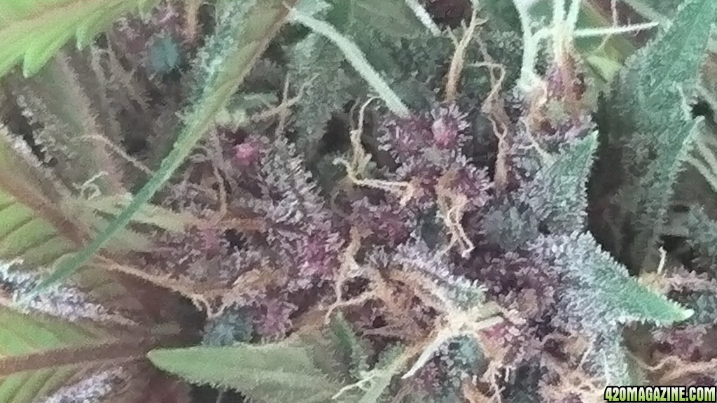 purple kush flower