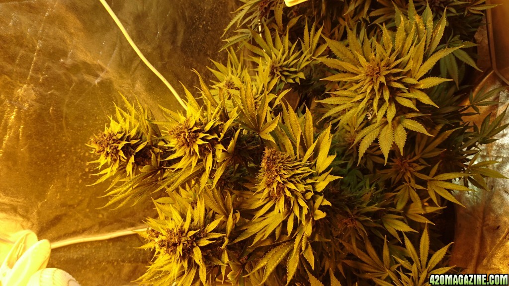 purple kush flower