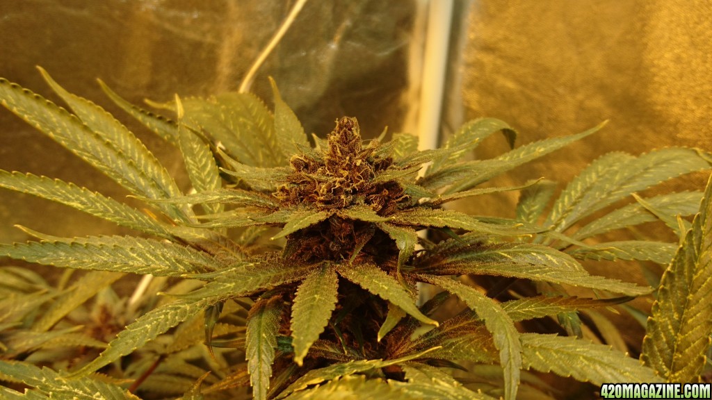 purple kush flower