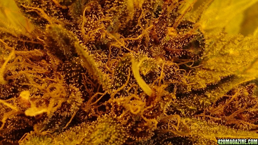 purple kush flower