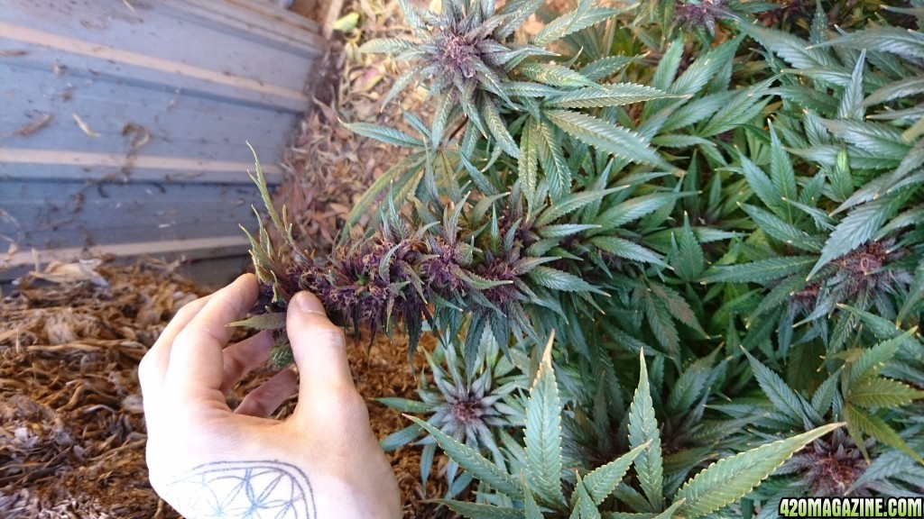 purple kush flower