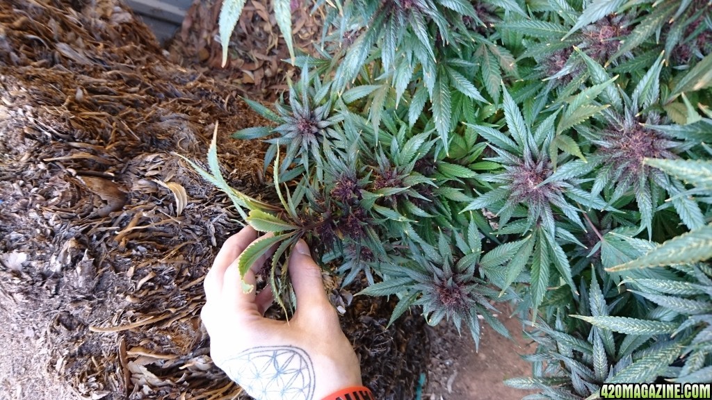 purple kush flower