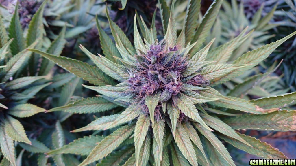 purple kush flower