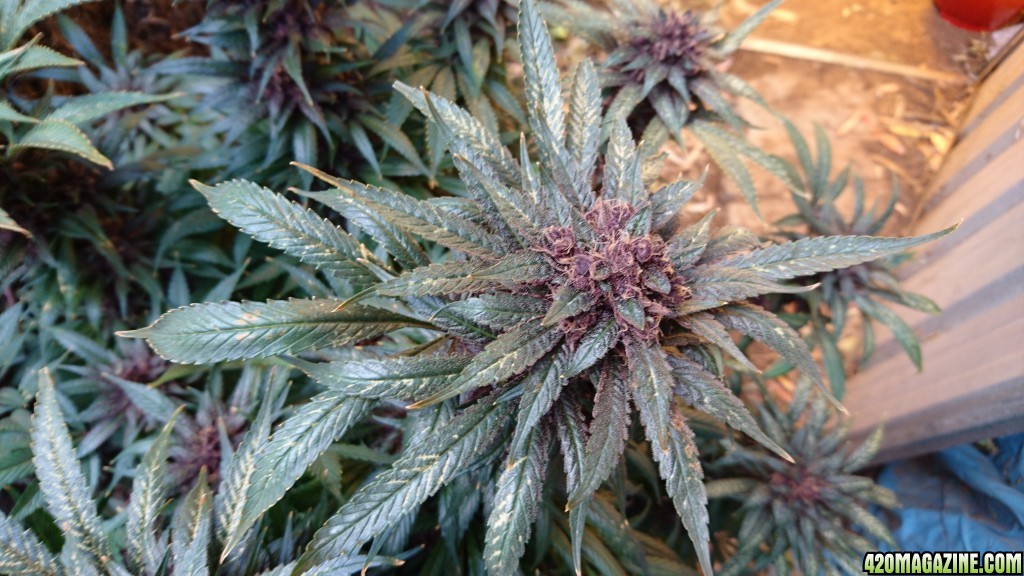 purple kush flower