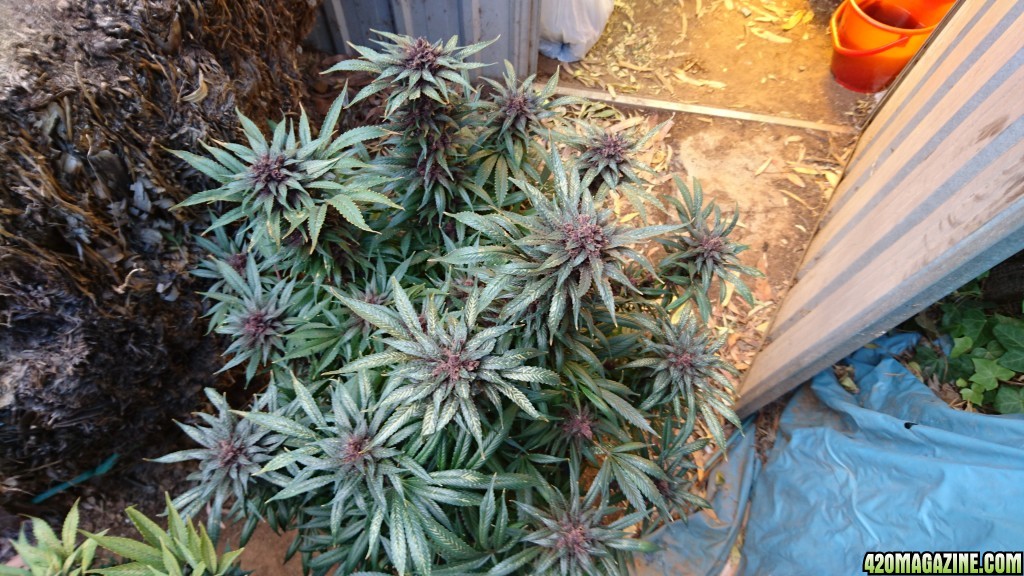 purple kush flower