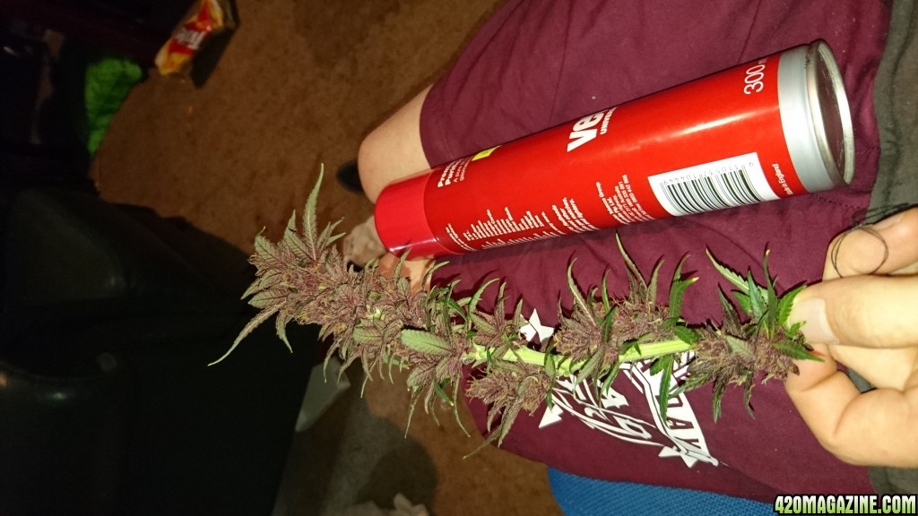 purple kush flower