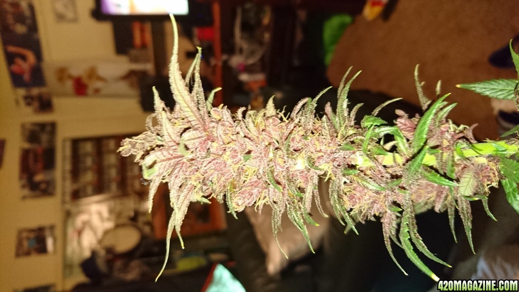 purple kush flower