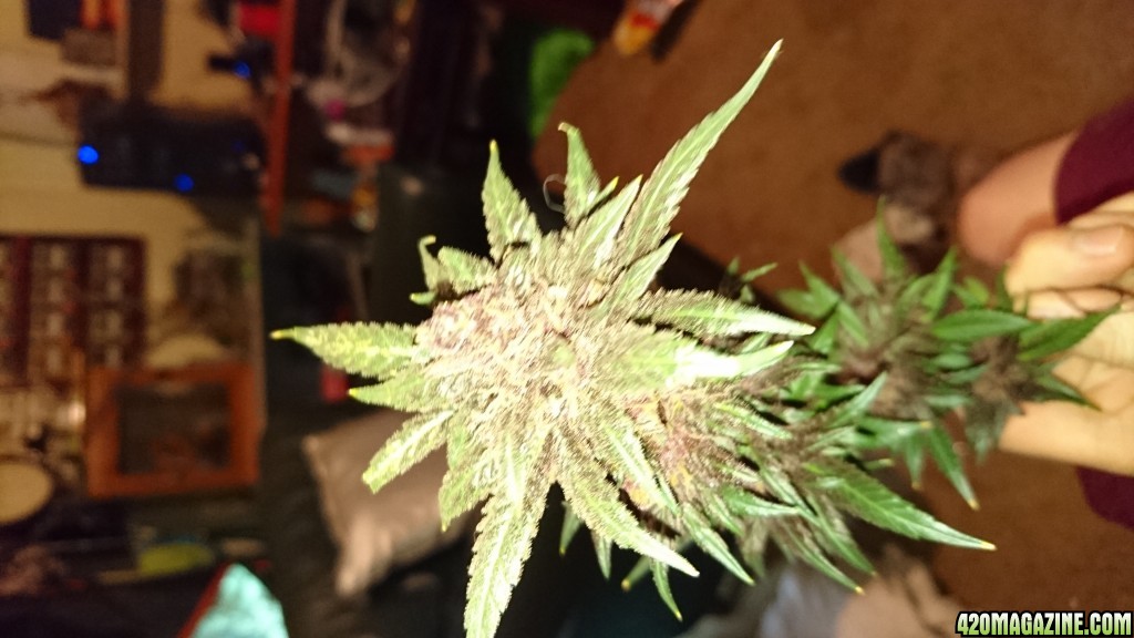 purple kush flower