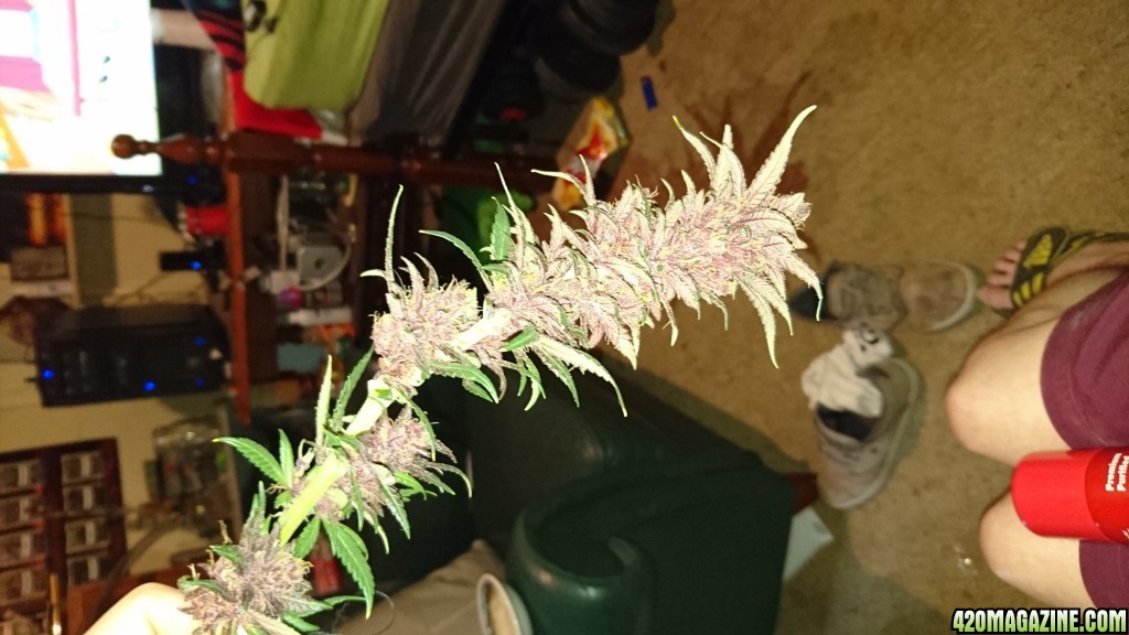 purple kush flower