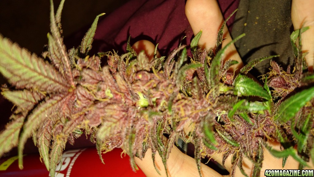 purple kush flower