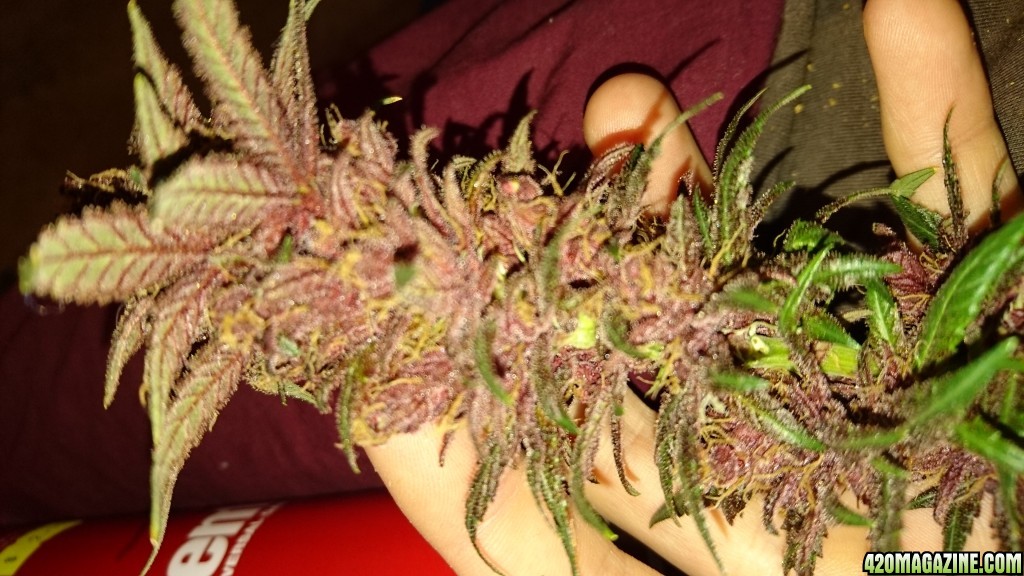 purple kush flower