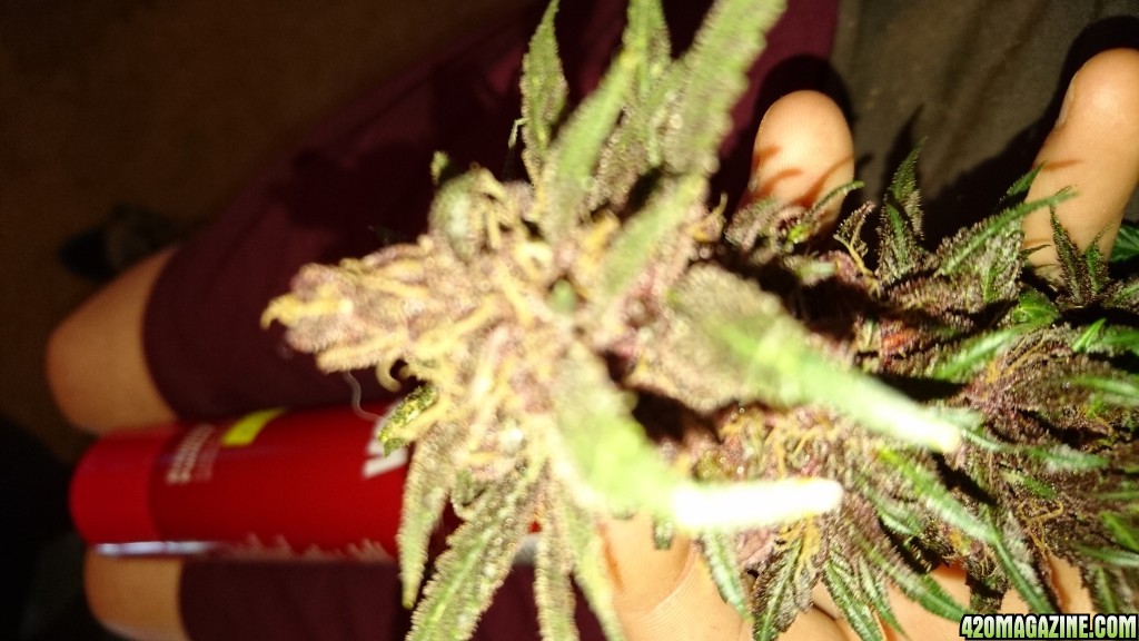 purple kush flower