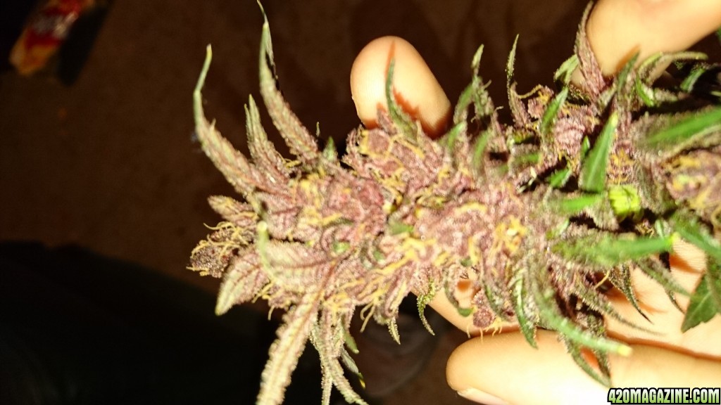 purple kush flower