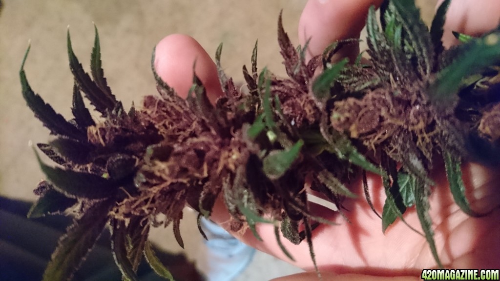 purple kush flower