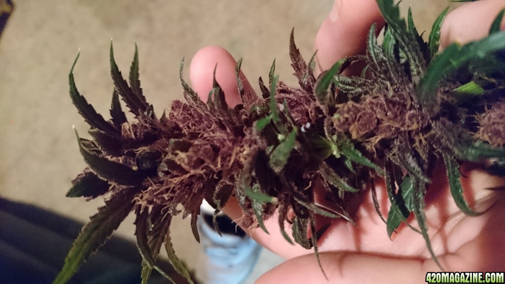 purple kush flower