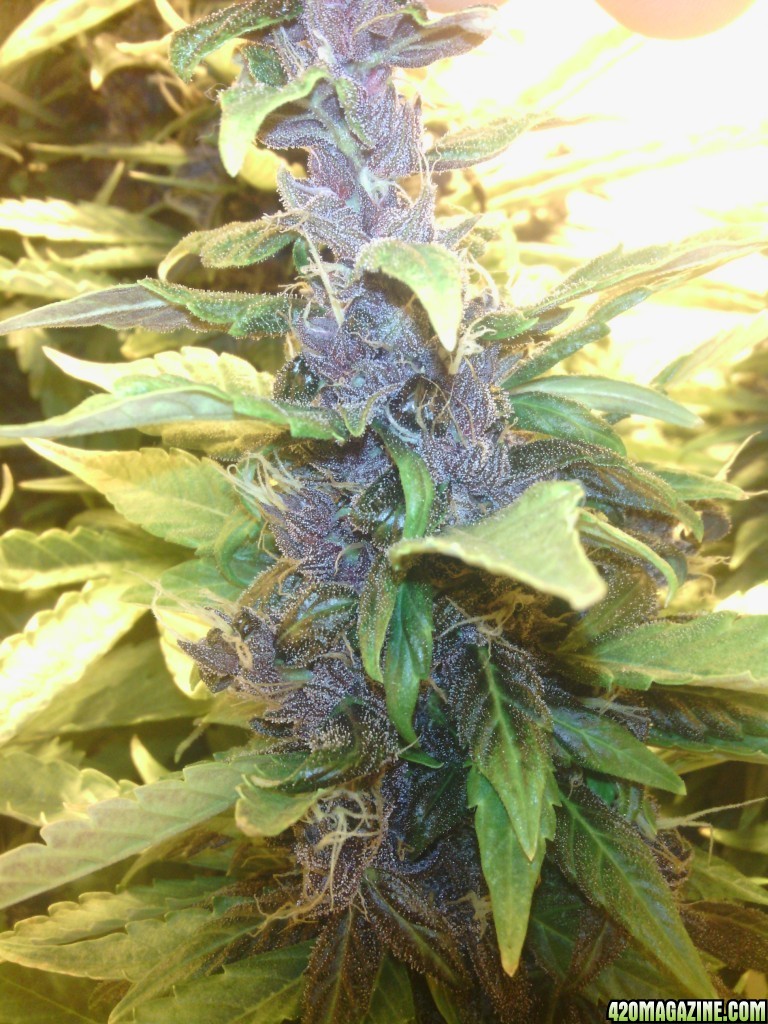 purple kush gb