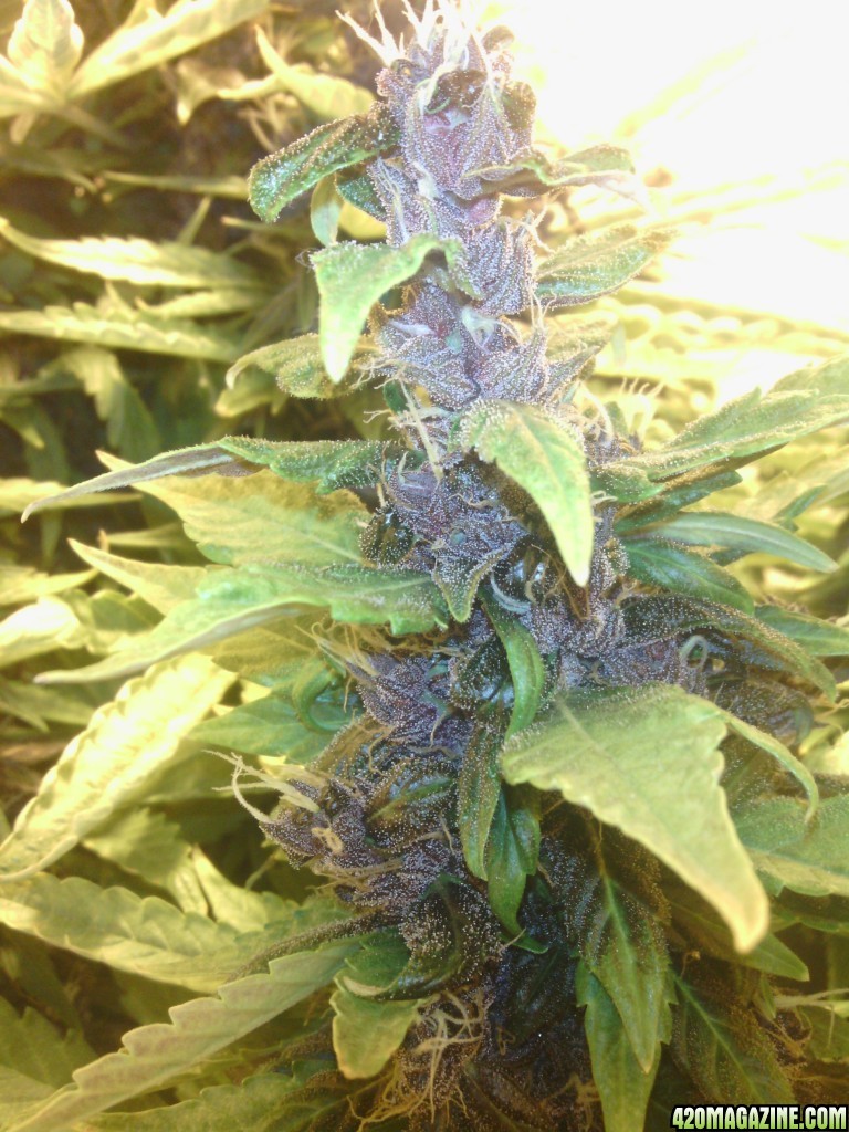 purple kush gb