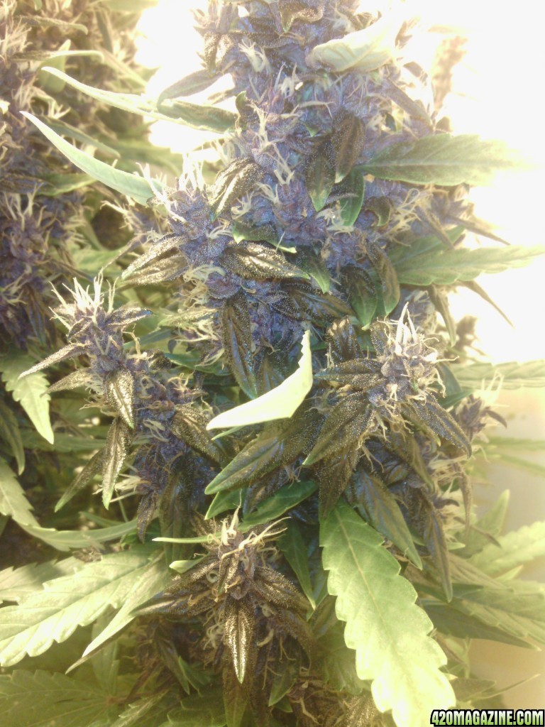 purple kush gb