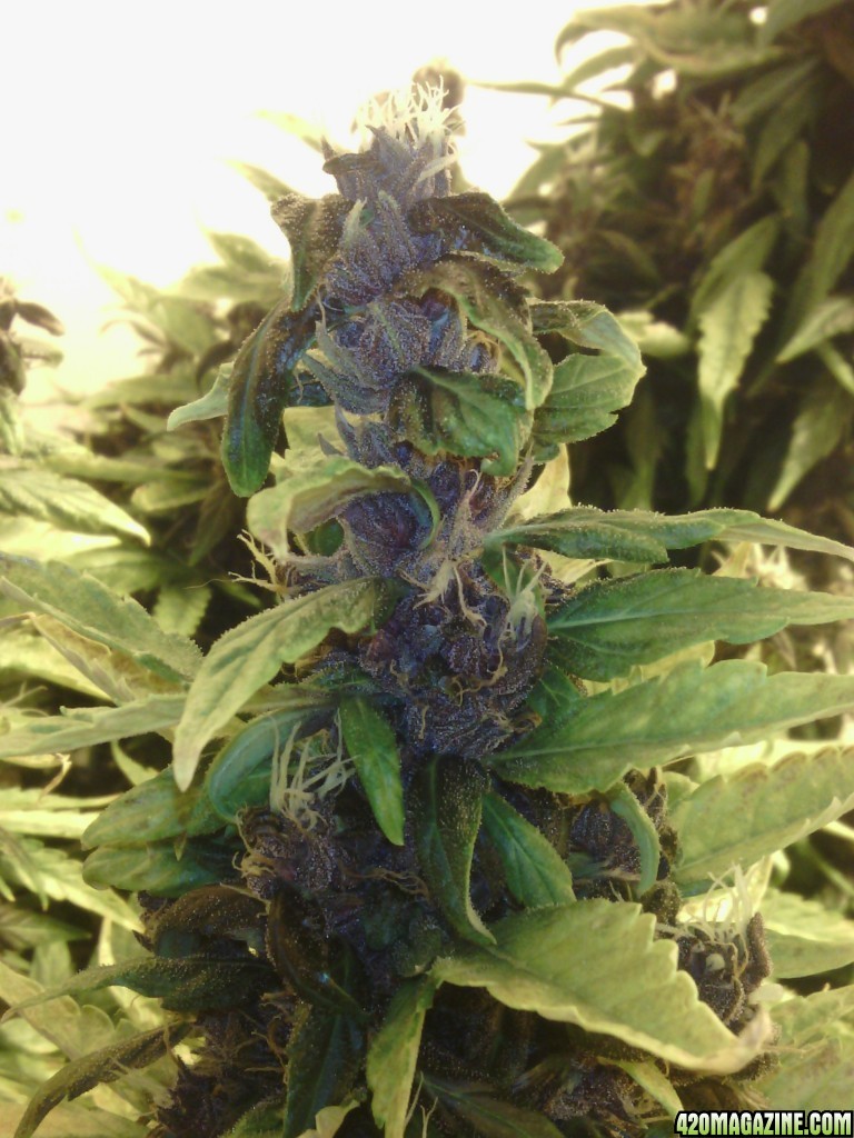 purple kush gb