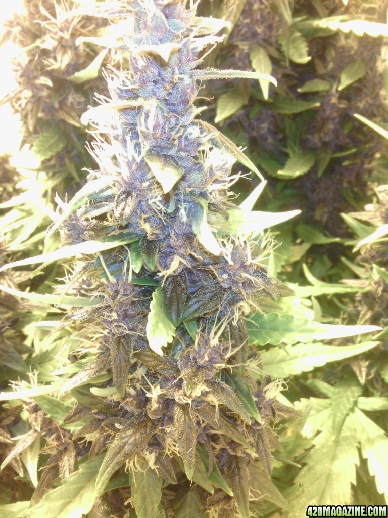 purple kush gb