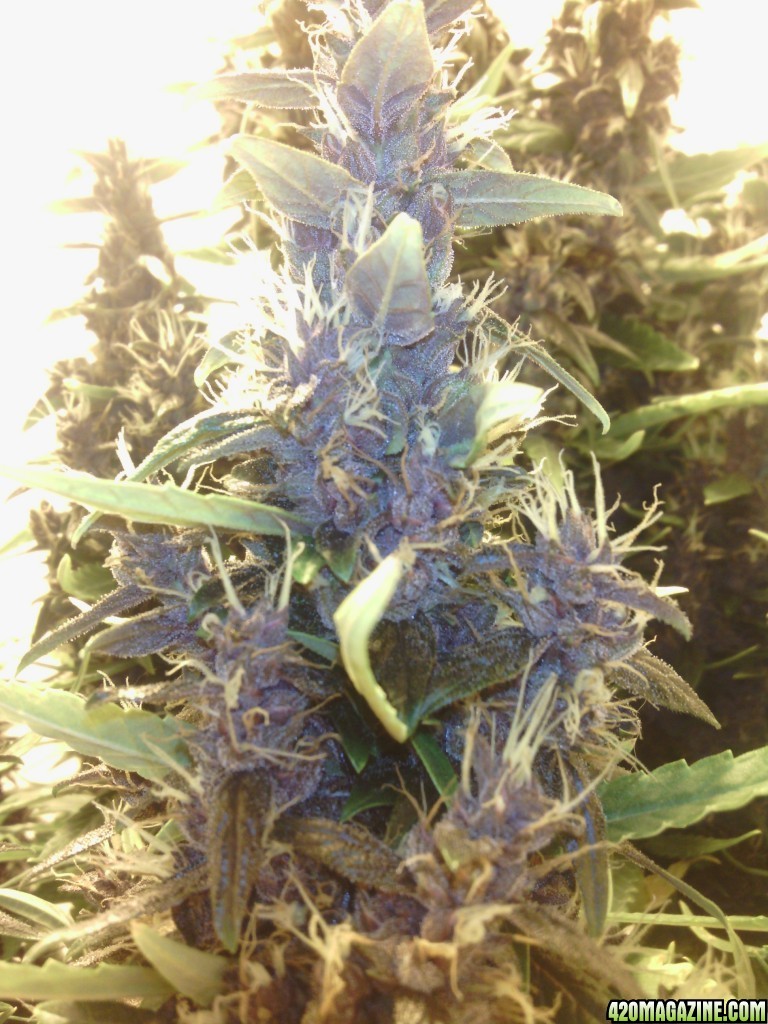 purple kush gb