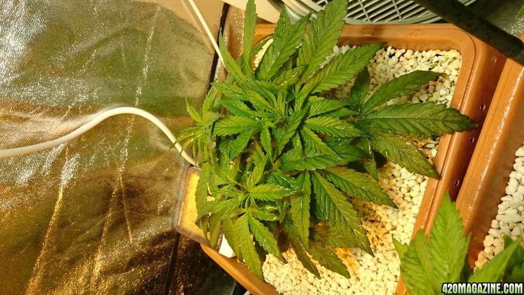 purple kush grow