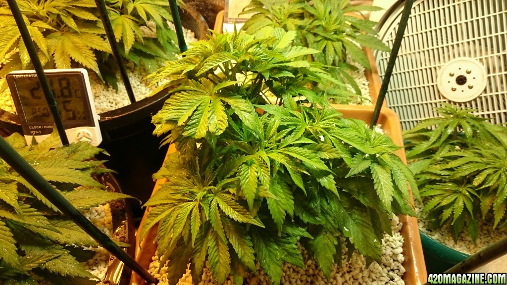 purple kush grow