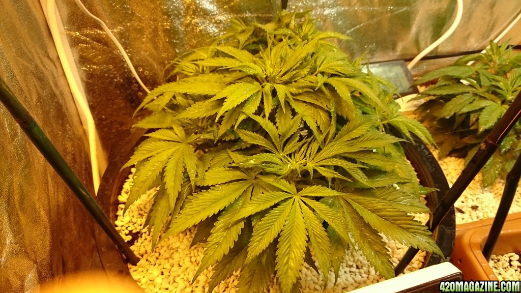 purple kush grow