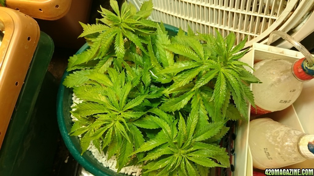 purple kush grow