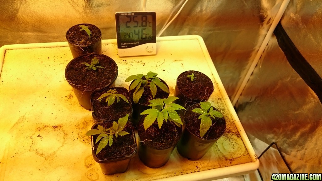 purple kush grow