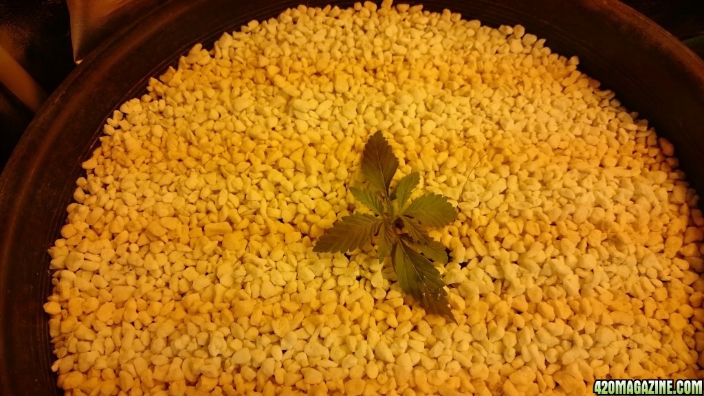 purple kush grow