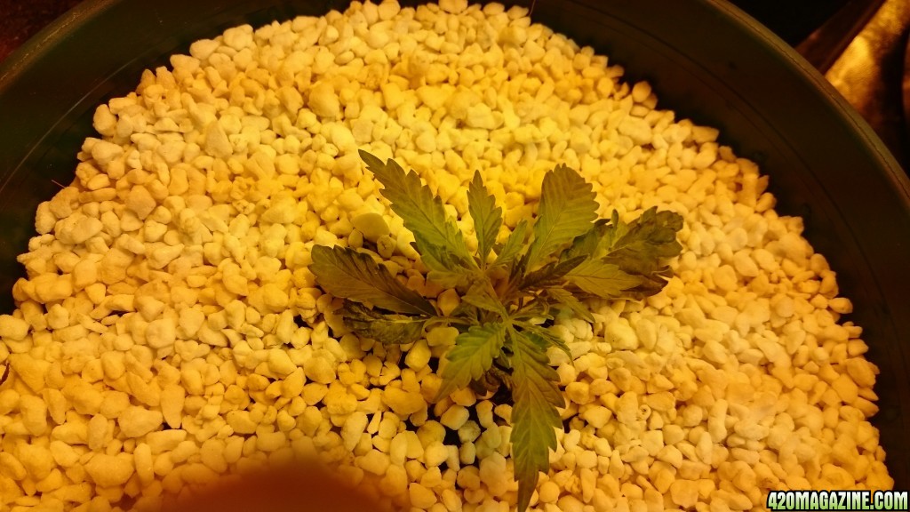 purple kush grow