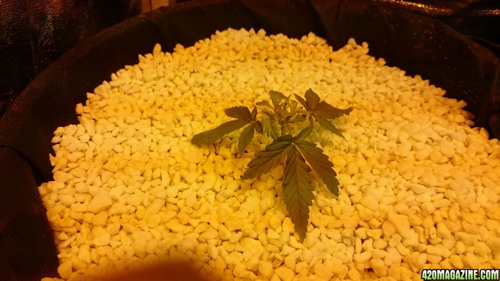 purple kush grow