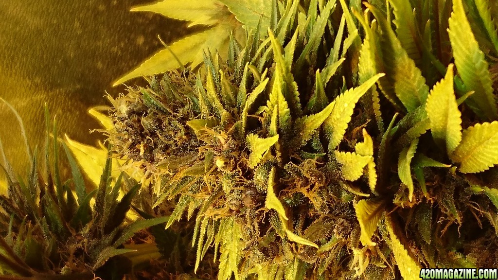 purple kush harvest