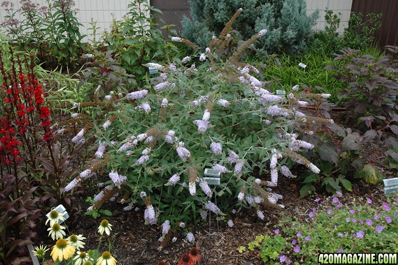 Purple Kush or Butterfly Bush