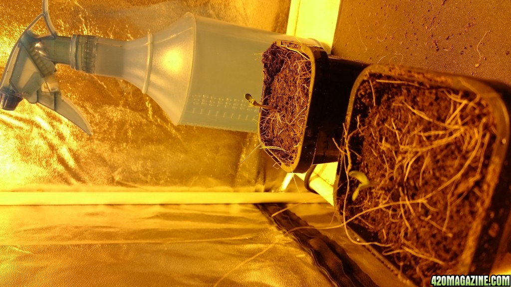 purple kush seedlings