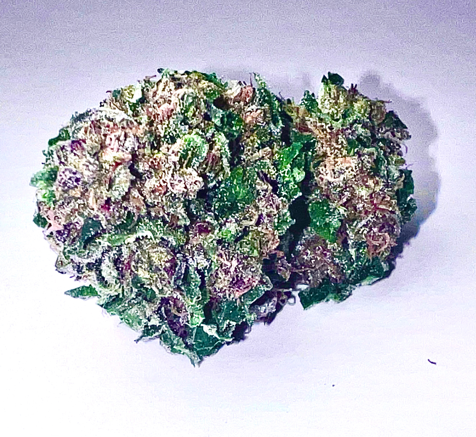 Purple Kush