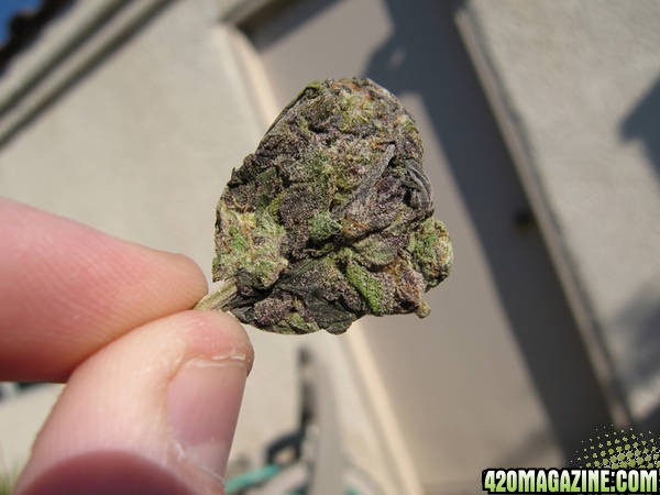 Purple Nugs By seanislegend