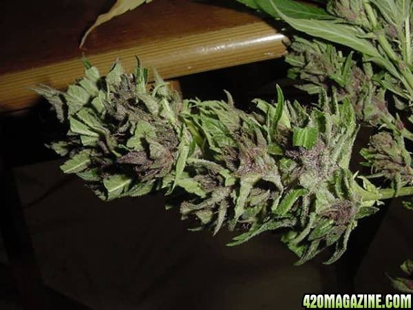 Purple Papaya