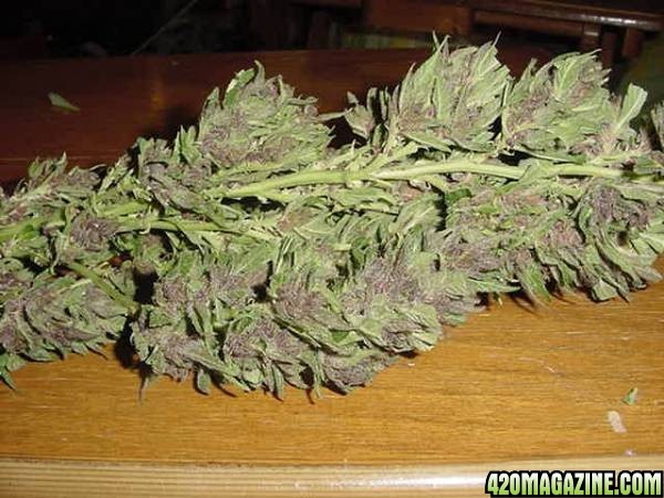 Purple Papaya