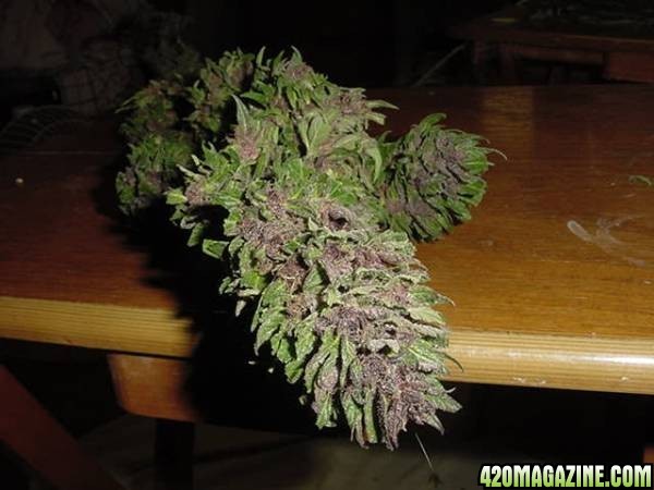 Purple Papaya