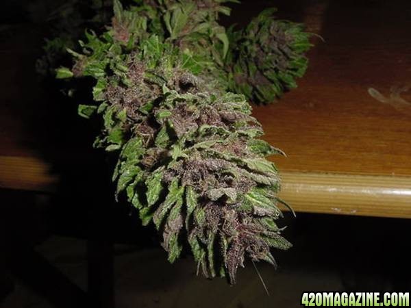 Purple Papaya