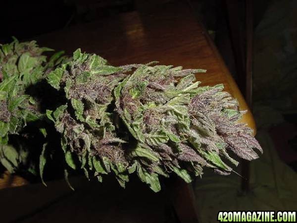 Purple Papaya