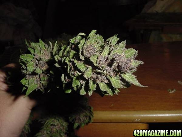 Purple Papaya