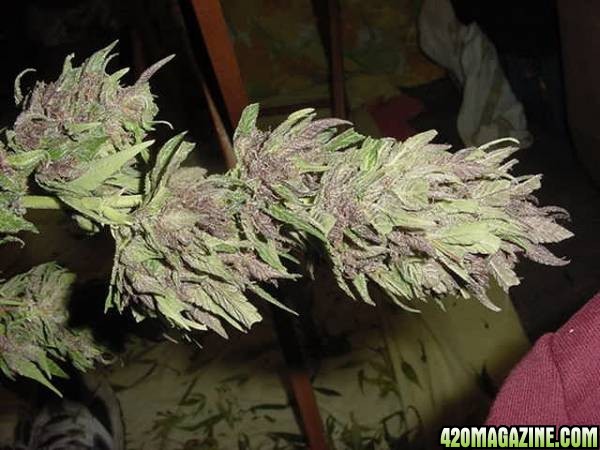 Purple Papaya