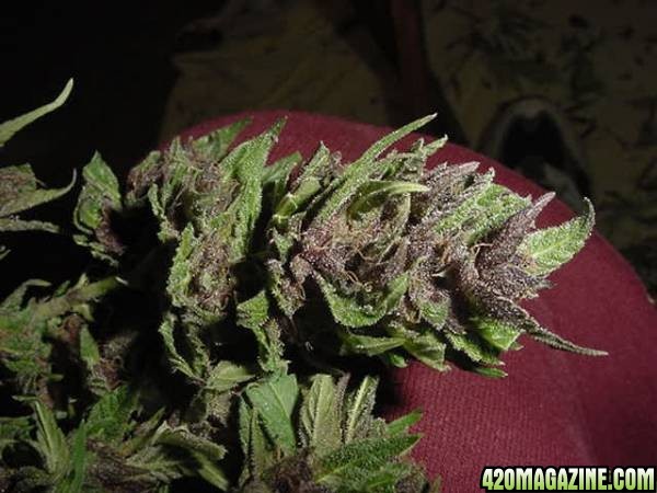 Purple Papaya