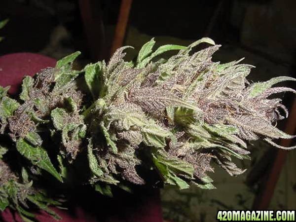 Purple Papaya