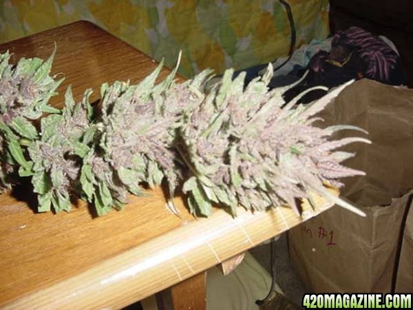 Purple Papaya