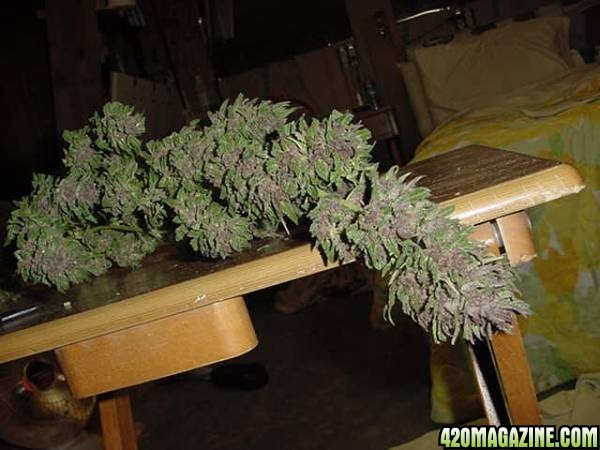 Purple Papaya