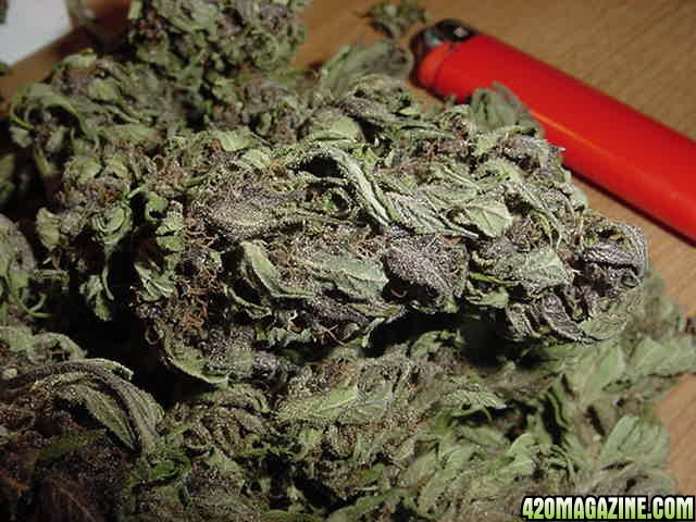 Purple Papaya